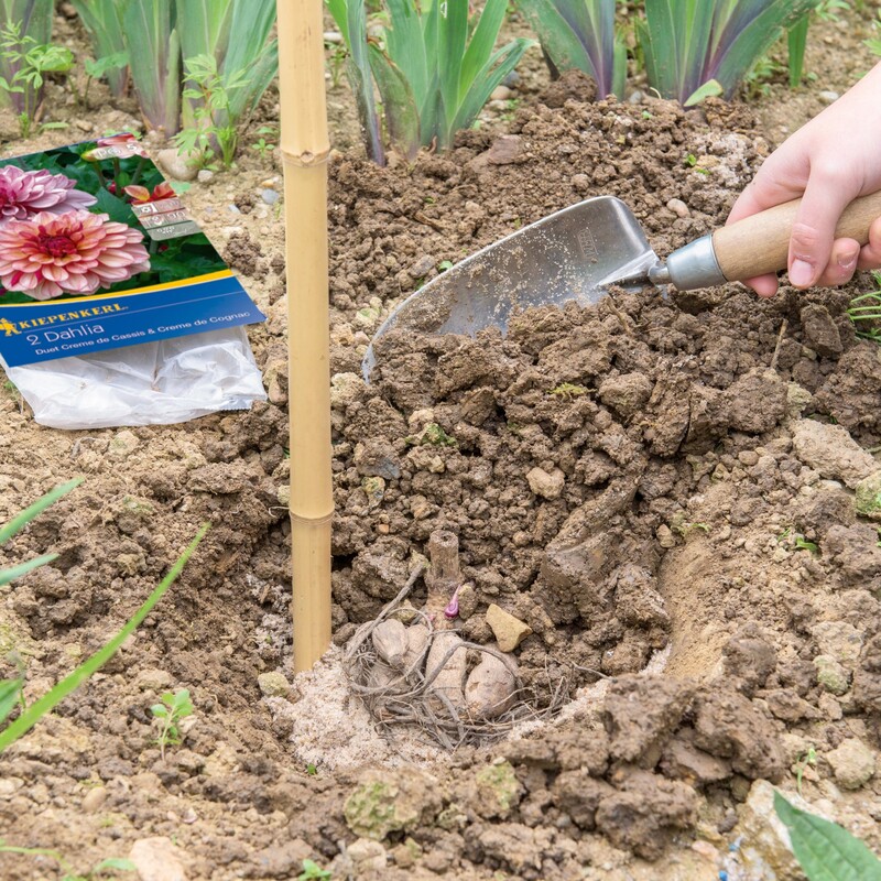Dahlien pflanzen Schritt 3