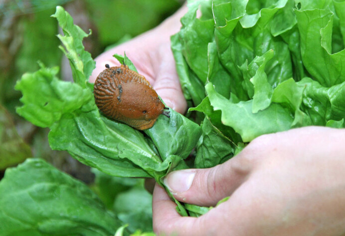 Nacktschnecke auf Salat