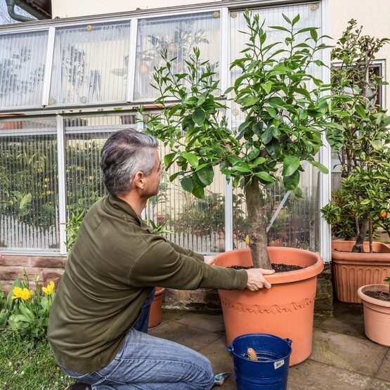 Kübelpflanzen im April auswintern
