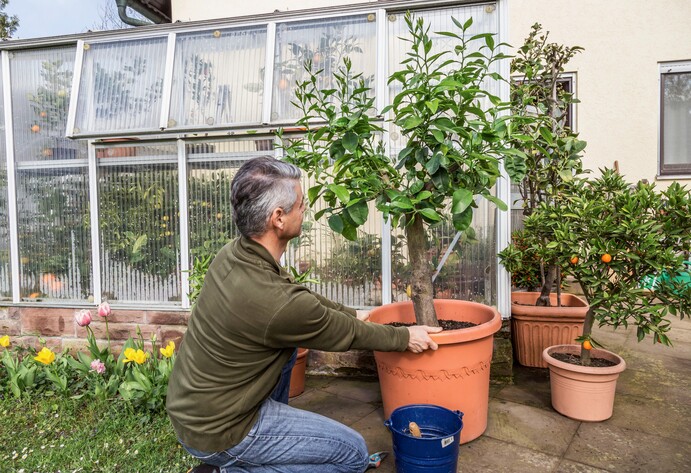 Kübelpflanzen im April auswintern