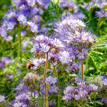 Phacelia (Bienenfreund) als Gründünger