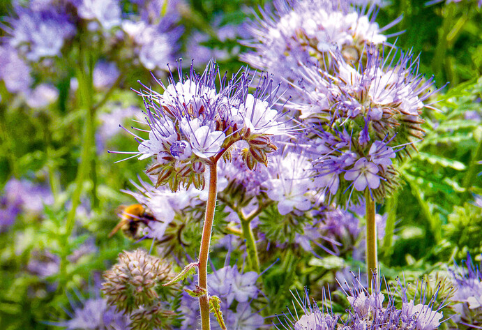 Phacelia (Bienenfreund) als Gründünger