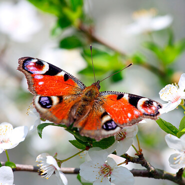 Schmetterling im Garten
