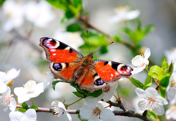 Schmetterling im Garten