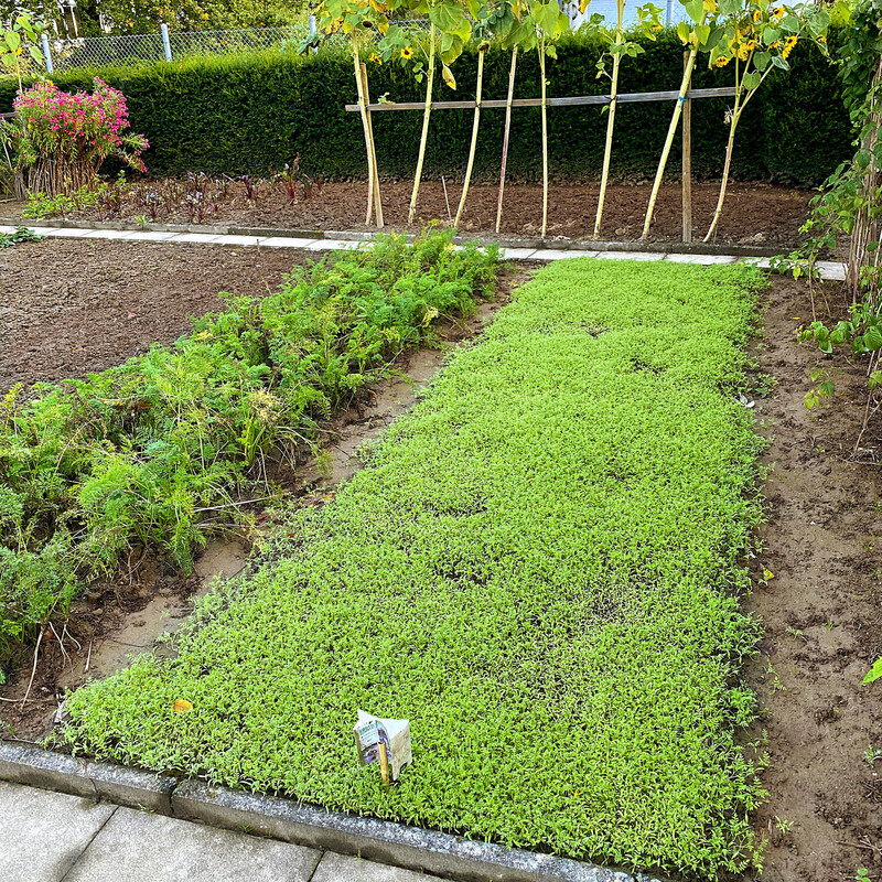 Keimende Phacelia