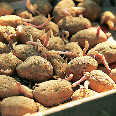 Kartoffeln vorkeimen