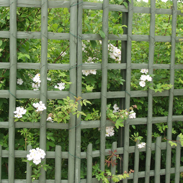 Rankgitter mit Rose
