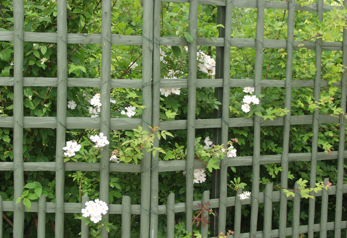 Rankgitter mit Rose