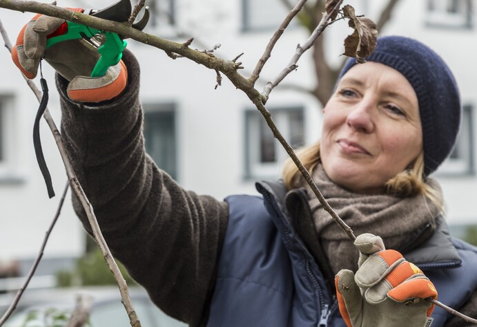 Apfelbaum schneiden