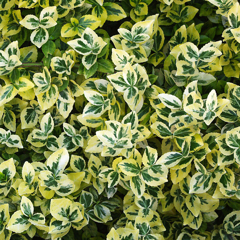 Kriechspindel (Euonymus)