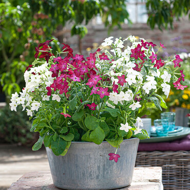 Duftende Blumen pflanzen