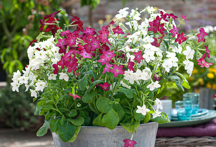 Duftende Blumen pflanzen