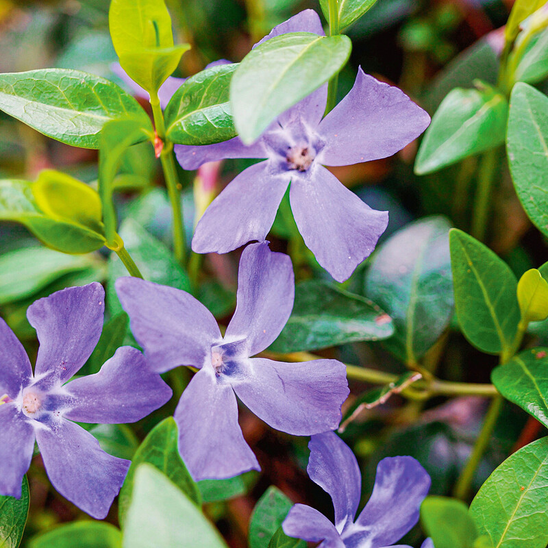 Immergrün (Vinca)