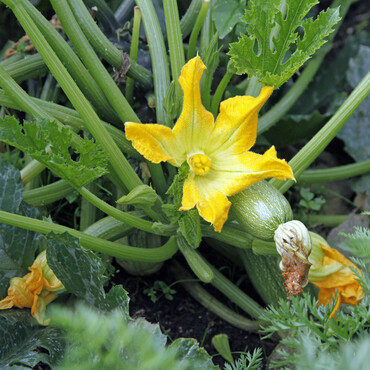 Zucchiniblüte und Fruchtansatz