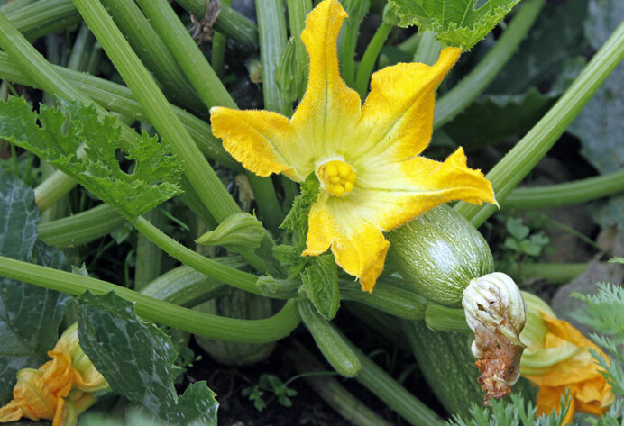 Zucchiniblüte und Fruchtansatz