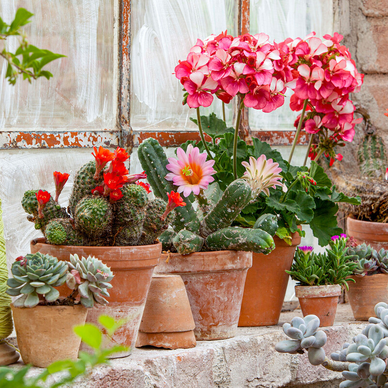 Kakteen im Garten