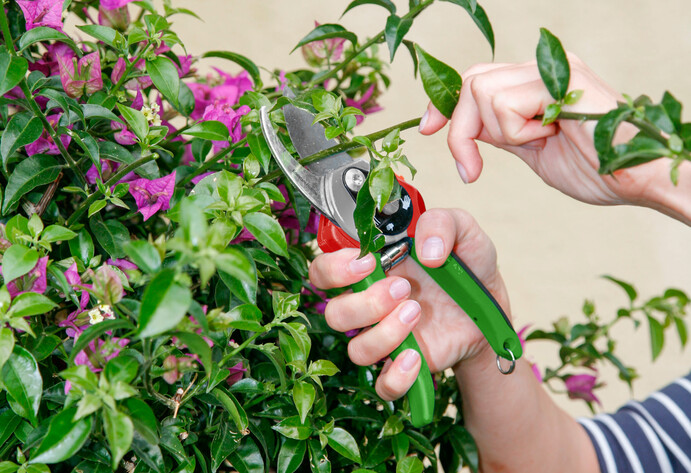 Regelmäßiger Rückschnitt von Bougainvilleen