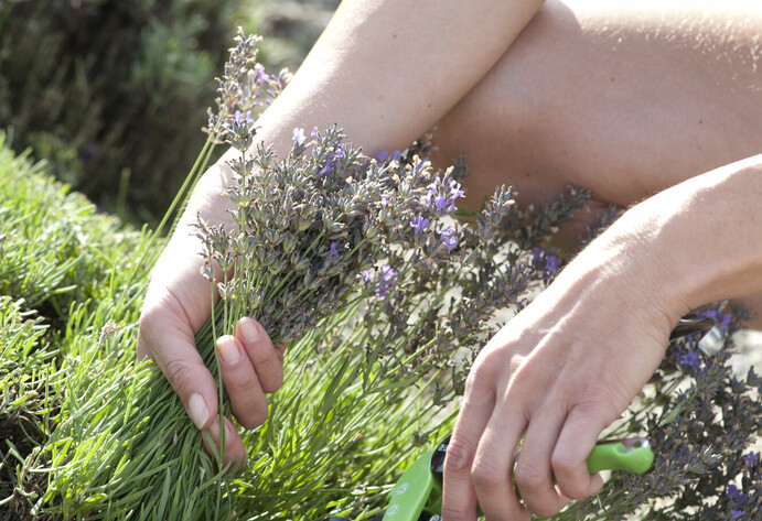 Lavendel schneiden