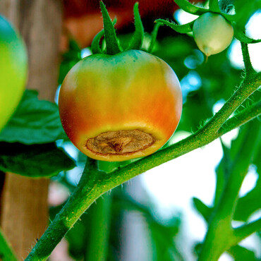 Tomaten pflegen