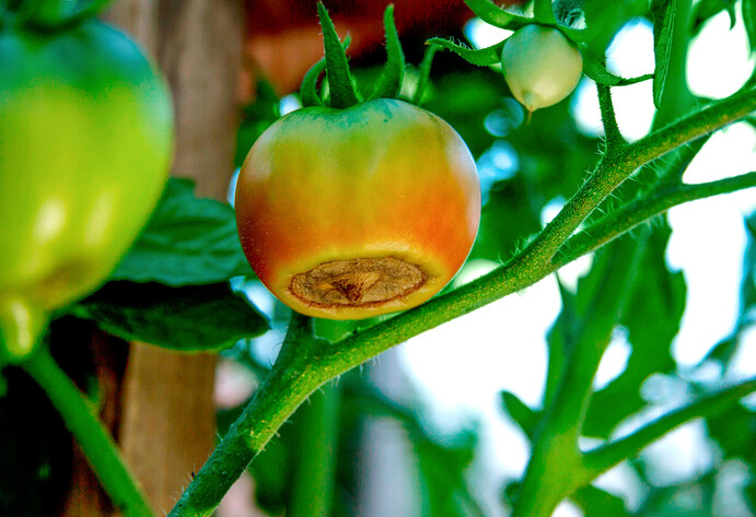 Tomaten pflegen