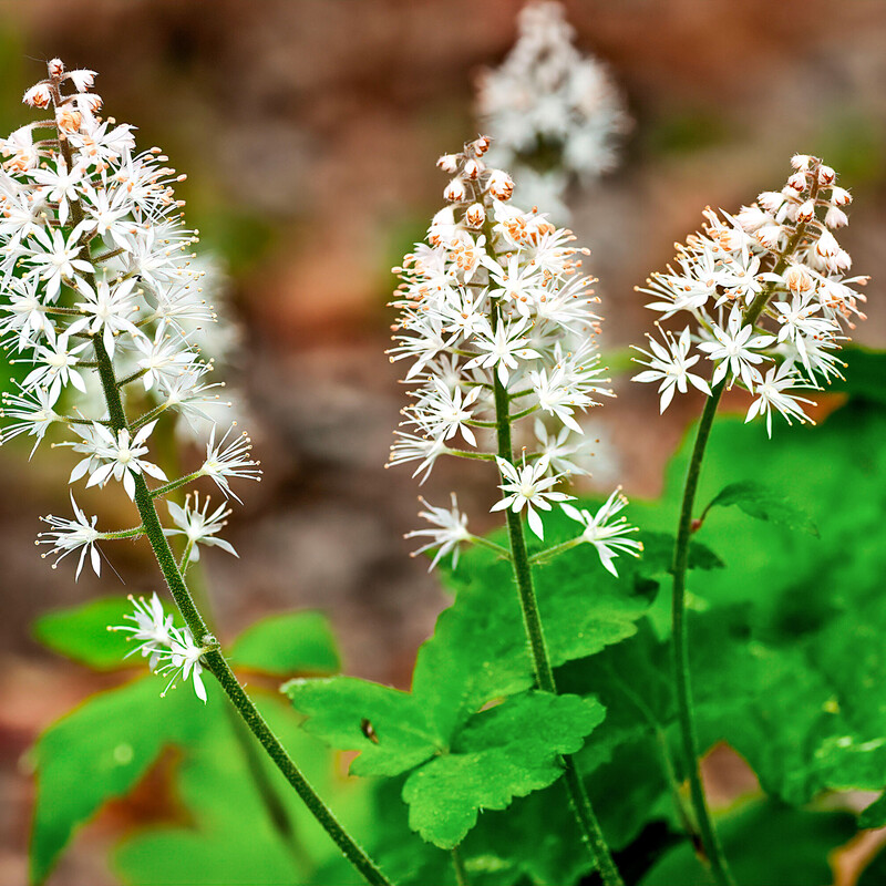 Schaumblüte (Tiarella)