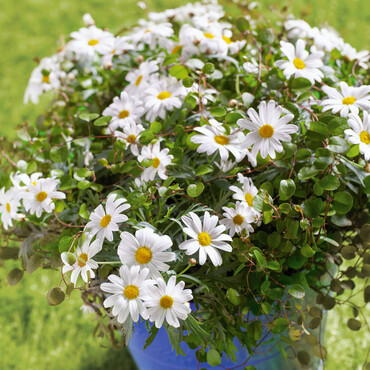 Margeriten pflegen