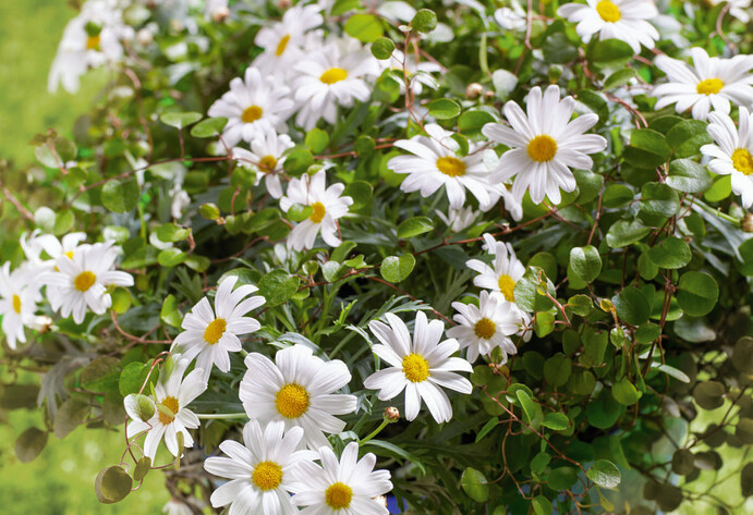 Margeriten pflegen