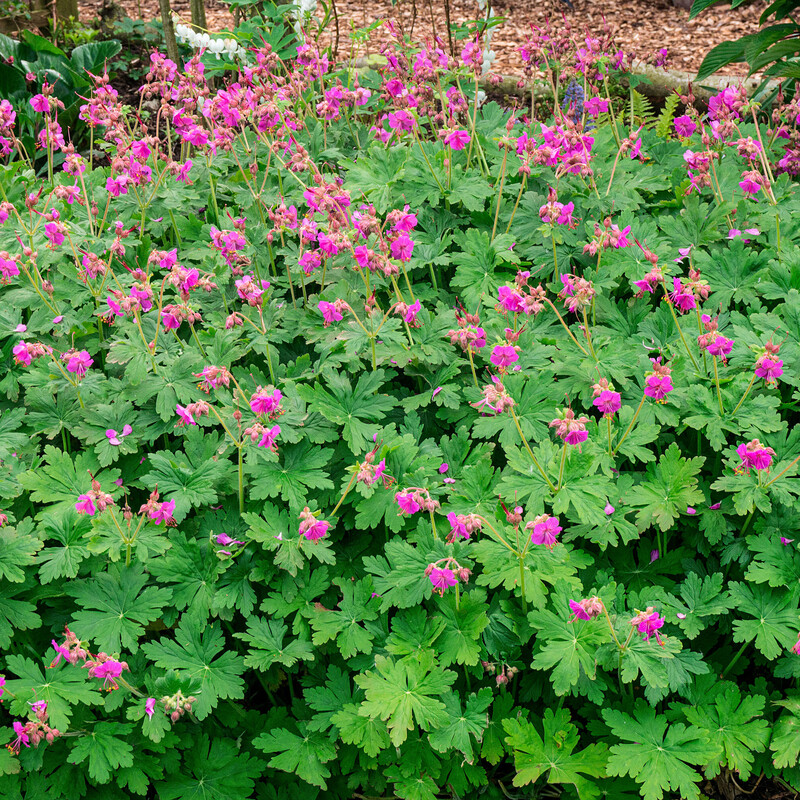 Storchschnabel (Geranium)