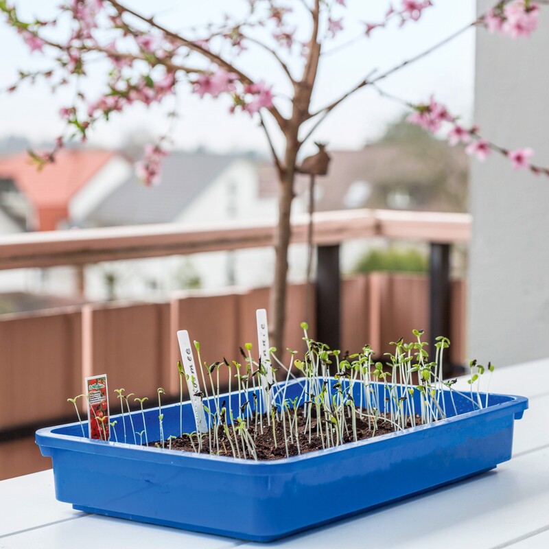 Sommerblumen säen Schritt 4: Nach dem Keimen gut lüften