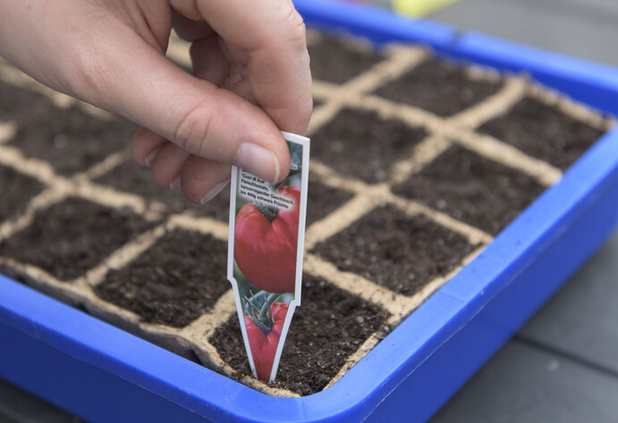 Tomaten aussäen