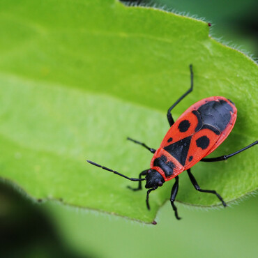 Feuerwanze auf Blatt