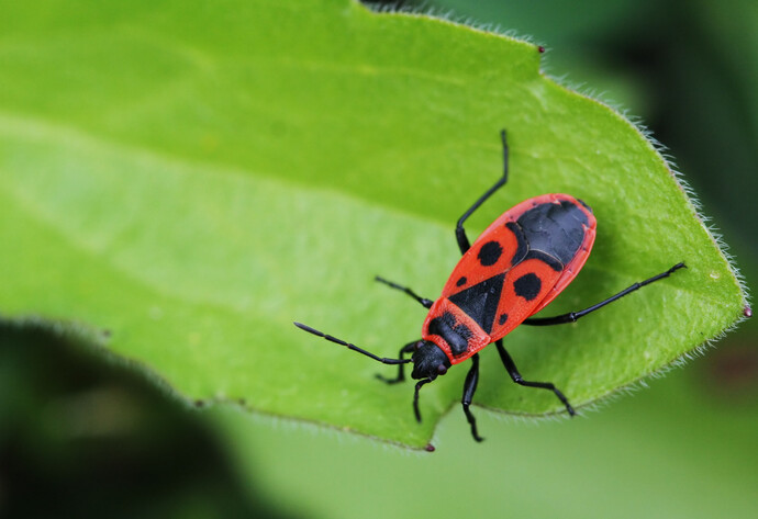 Feuerwanze auf Blatt