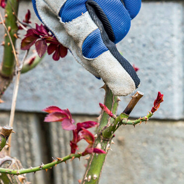 Zurückgeschnittene Edelrose