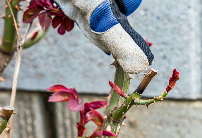 Zurückgeschnittene Edelrose
