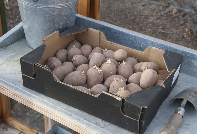 Kartoffeln vorkeimen