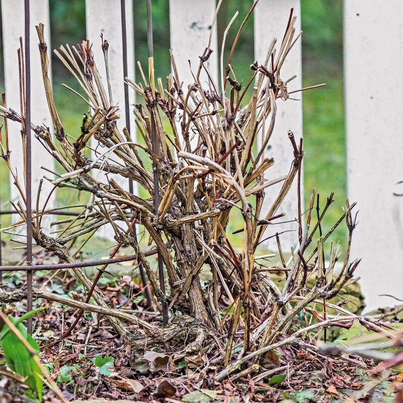 Clematis Rückschnitt Schritt4