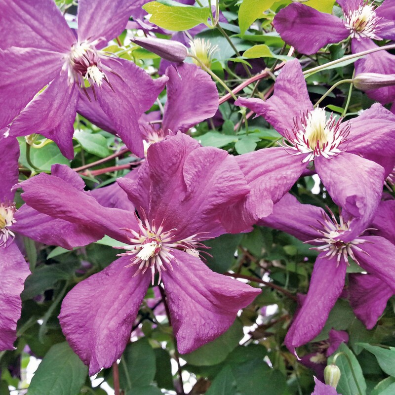 Lilafarbene Clematis-Blüte