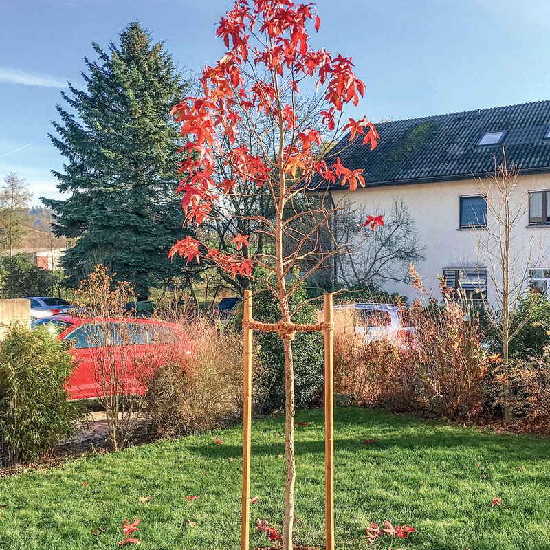 Junger Baum mit zwei stützenden Pfählen