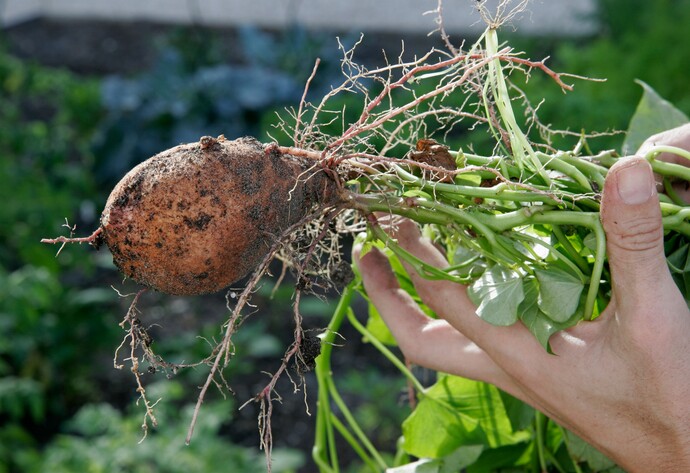 Süsskartoffel ernten