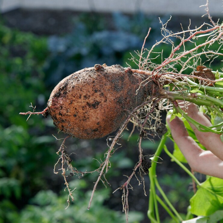 Süsskartoffel ernten