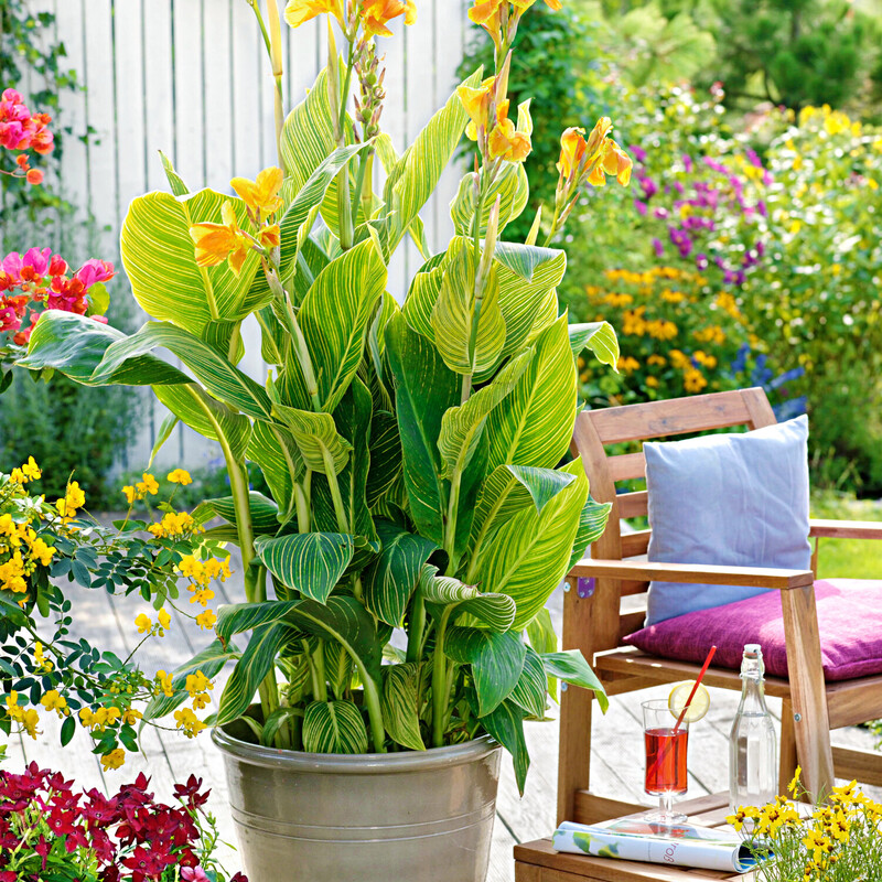 Canna überwintern