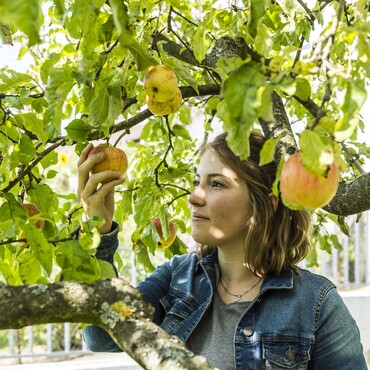 Äpfel prüfen und ernten