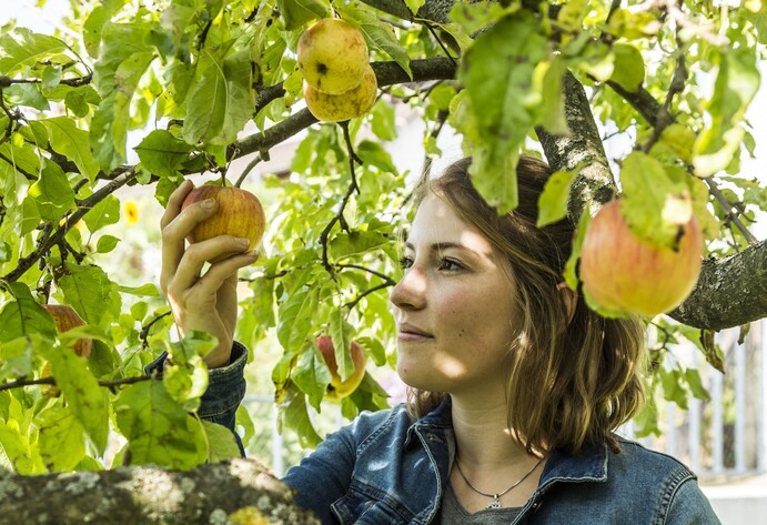 Äpfel prüfen und ernten