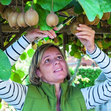 Frau erntet Kiwis