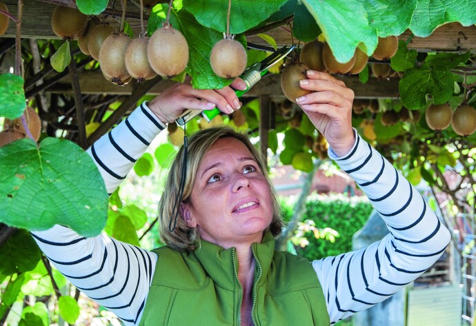 Frau erntet Kiwis