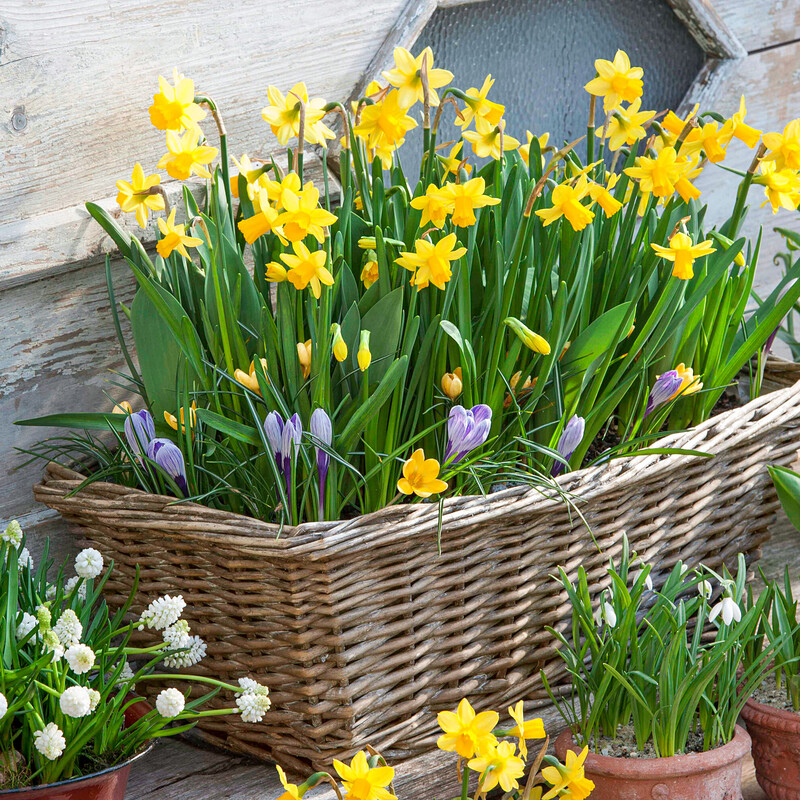 Blumenzwiebeln setzen