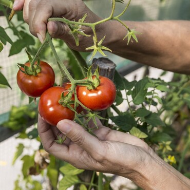 Tomaten ernten