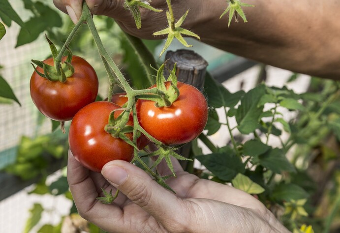 Tomaten ernten