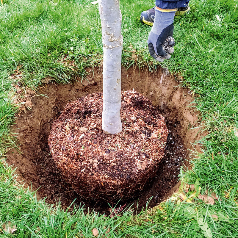 Baum pflanzen