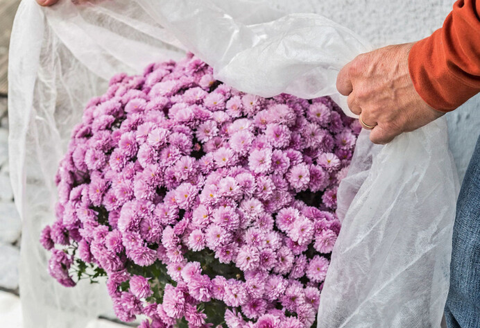 Herbst-Chrysanthemen mit Vlies schützen